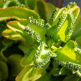 Mother of Thousands Live Plant in 2" Inch Pot | Kalanchoe Succulent Houseplant | Easy-Grow Mother of Thousands Plant for Home & Office Déco