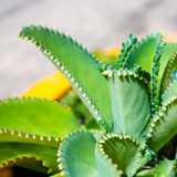 Kalanchoe Mother of Thousands Plant Live in 4" Inch Pot | Unique Fast-Growing Succulent | Ideal Indoor Houseplant for Home & Office Décor