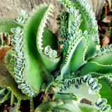 Kalanchoe Mother of Thousands Plant Live in 2" Inch Pot | Ideal Succulent for Indoor & Outdoor Garden| Low-Maintenance Houseplant for Home & Desk