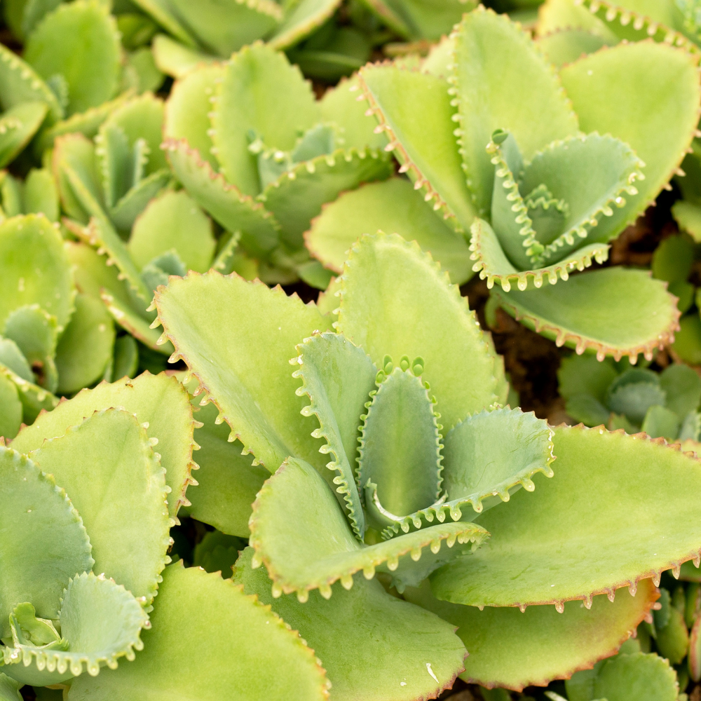 Kalanchoe Mother of Thousands Plant Live in 2" Inch Pot | Ideal Succulent for Indoor & Outdoor Garden| Low-Maintenance Houseplant for Home & Desk