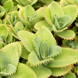 Mother of Thousands Kalanchoe Plants Live in 2" Inch Pot | Easy to Grow| Ideal for Beginners, Collections & Small Spaces