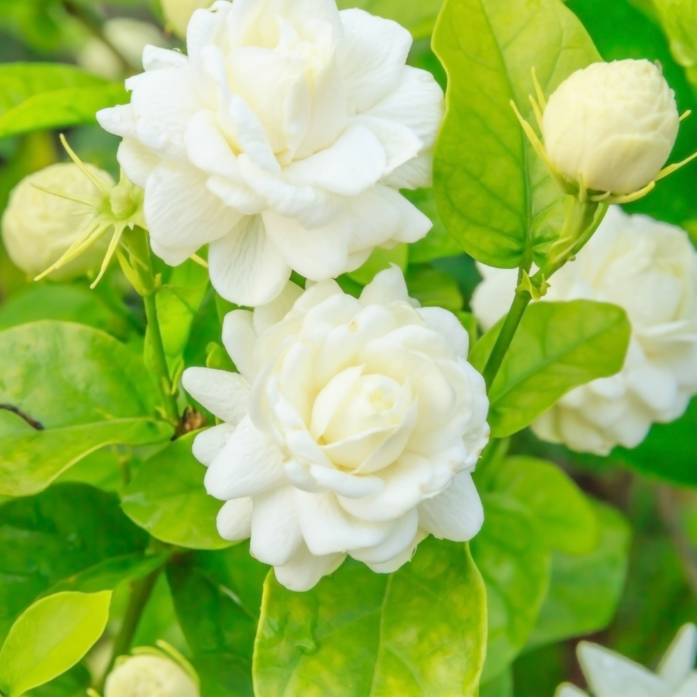 Grand Duke Jasmine Live Plant 4–5 Inch Tall | Fragrant Flowering Houseplant | Friendship & New Home Gift for Women | Easy to Grow