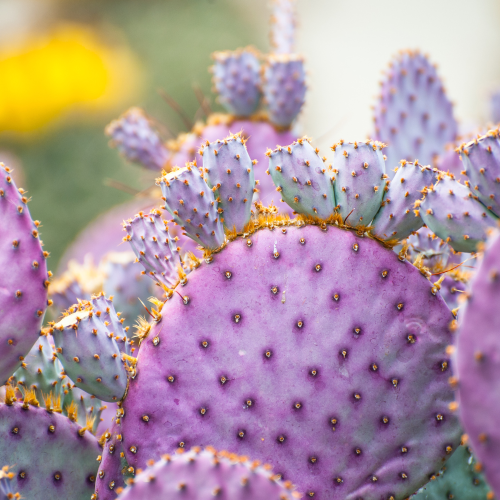 Opuntia Santa Rita Purple Prickly Pear Cactus Live Plant | Live Purple Cactus in 3 Inch Pot | Drought-Tolerant Desert Cactus for Indoor & Outdoor Use, Landscaping, Rock Gardens & Container Planting