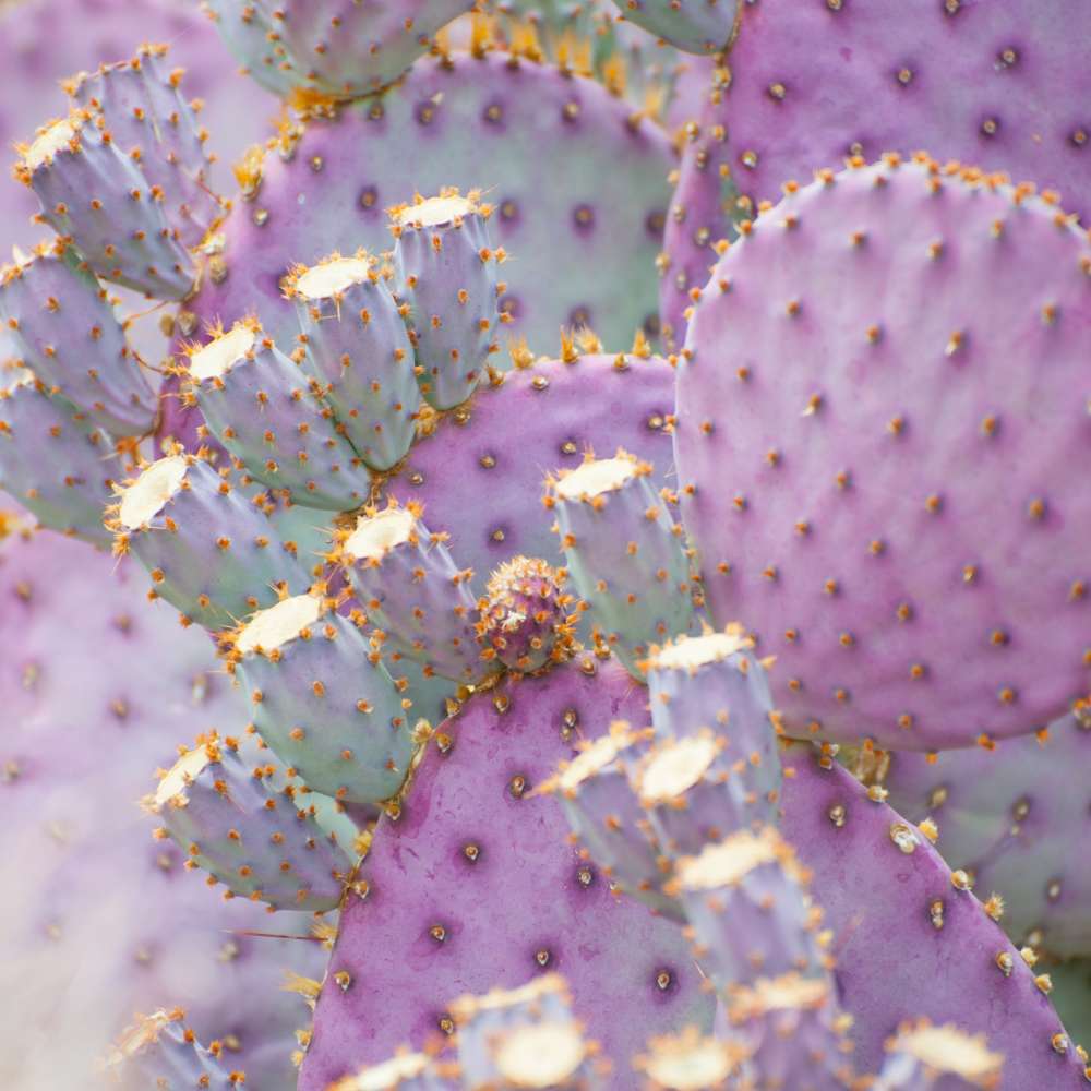 Opuntia Santa Rita Purple Prickly Pear Cactus Live Plant | Live Purple Cactus in 3 Inch Pot | Drought-Tolerant Desert Cactus for Indoor & Outdoor Use, Landscaping, Rock Gardens & Container Planting