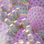 Opuntia Santa Rita Purple Prickly Pear Cactus Live Plant | Live Purple Cactus in 3 Inch Pot | Drought-Tolerant Desert Cactus for Indoor & Outdoor Use, Landscaping, Rock Gardens & Container Planting