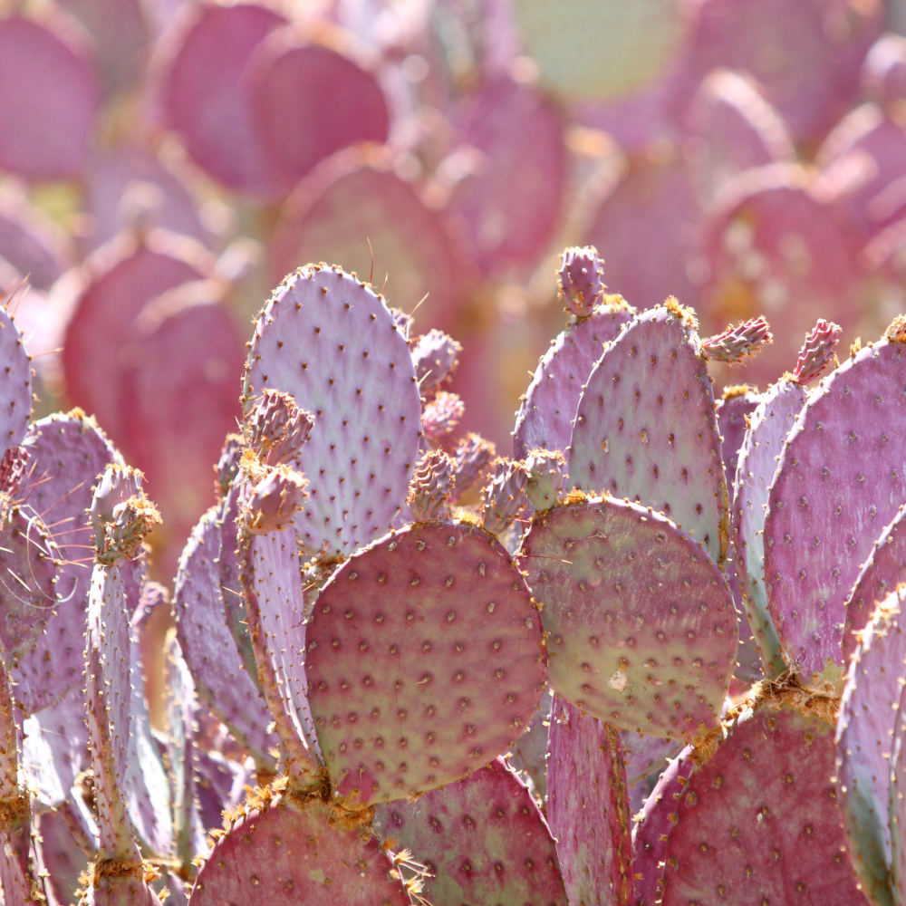 Opuntia Santa Rita Purple Prickly Pear Cactus Live Plant | Live Purple Cactus in 3 Inch Pot | Drought-Tolerant Desert Cactus for Indoor & Outdoor Use, Landscaping, Rock Gardens & Container Planting