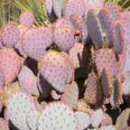 Opuntia Santa Rita Purple Prickly Pear Cactus Live Plant | Live Purple Cactus in 3 Inch Pot | Drought-Tolerant Desert Cactus for Indoor & Outdoor Use, Landscaping, Rock Gardens & Container Planting
