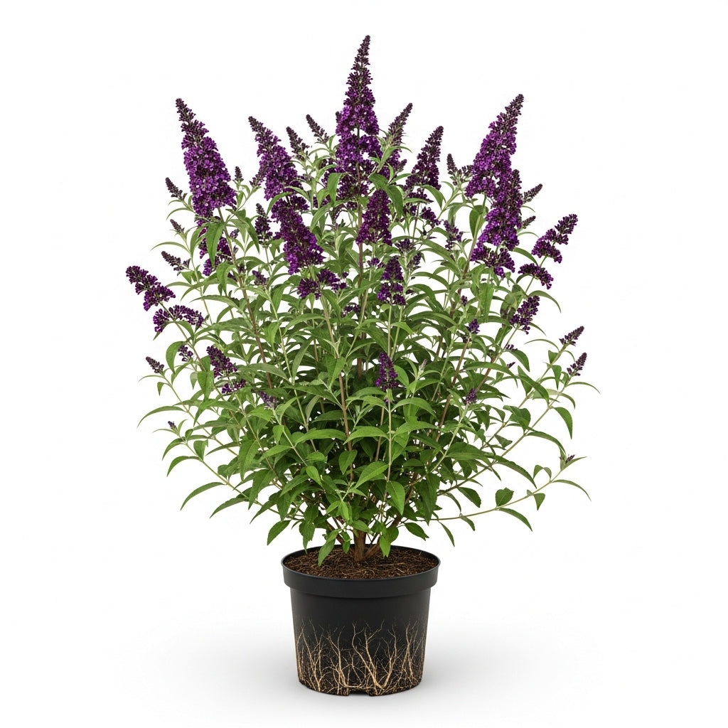 Black Knight Butterfly Bush Live Plant | 4 Inch Tall Buddleia | Flowering Shrub with Deep Purple Blooms | Easy to Grow Plant for Outdoor Gardens & Borders