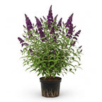 Black Knight Butterfly Bush Live Plant | 4 Inch Tall Buddleia | Flowering Shrub with Deep Purple Blooms | Easy to Grow Plant for Outdoor Gardens & Borders