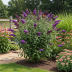 Black Knight Butterfly Bush Live Plant | 4 Inch Tall Buddleia | Flowering Shrub with Deep Purple Blooms | Easy to Grow Plant for Outdoor Gardens & Borders