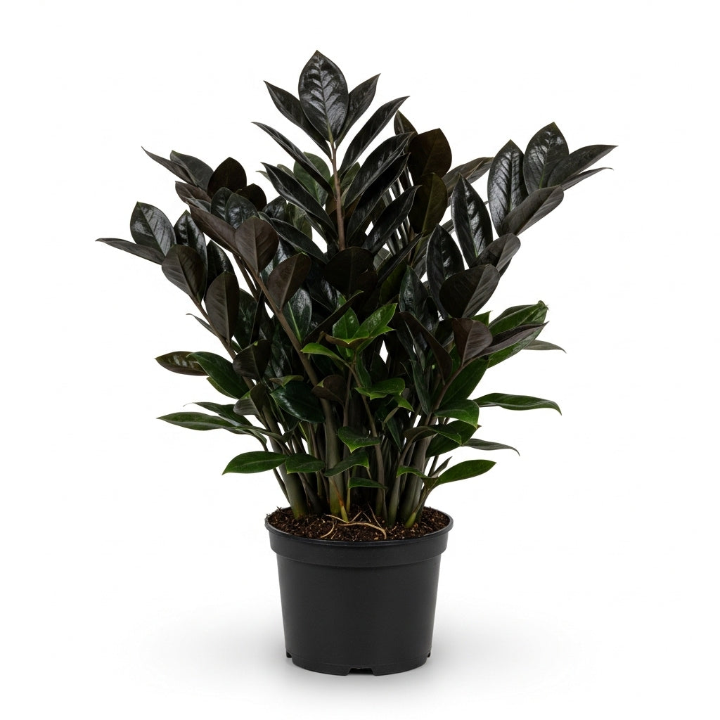 ZZ Plant Live in 6’’ Inch Pot - Black Raven ZZ Plant Live with Glossy Dark Foliage | Easy-Care Zamioculcas for Indoor Rooms, Works Well in Homes, Apartments & Office Settings