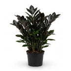 ZZ Plant Live in 6’’ Inch Pot - Black Raven ZZ Plant Live with Glossy Dark Foliage | Easy-Care Zamioculcas for Indoor Rooms, Works Well in Homes, Apartments & Office Settings