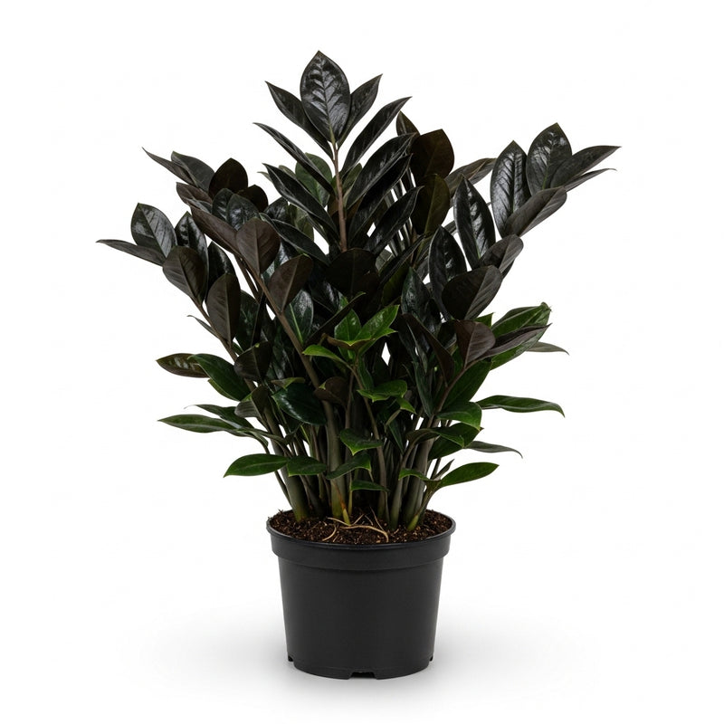 ZZ Plant Live in 6’’ Inch Pot - Black Raven ZZ Plant Live with Glossy Dark Foliage | Easy-Care Zamioculcas for Indoor Rooms, Works Well in Homes, Apartments & Office Settings