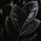 ZZ Plant Live in 6’’ Inch Pot - Black Raven ZZ Plant Live with Glossy Dark Foliage | Easy-Care Zamioculcas for Indoor Rooms, Works Well in Homes, Apartments & Office Settings