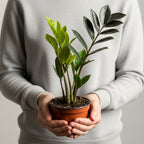 ZZ Plant Live in 6’’ Inch Pot - Black Raven ZZ Plant Live with Glossy Dark Foliage | Easy-Care Zamioculcas for Indoor Rooms, Works Well in Homes, Apartments & Office Settings