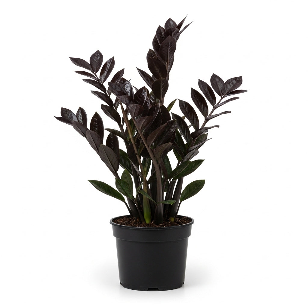 Black ZZ Plant Live in 6’’ Inch Pot | ZZ Plants Live House Plants with Rich Dark Leaves | Low-Maintenance Indoor Plant with Striking Dark Foliage | Perfect for Desks, Shelves & Living Spaces.