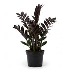 Black ZZ Plant Live in 6’’ Inch Pot | ZZ Plants Live House Plants with Rich Dark Leaves | Low-Maintenance Indoor Plant with Striking Dark Foliage | Perfect for Desks, Shelves & Living Spaces.