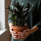 Black ZZ Plant Live in 6’’ Inch Pot | ZZ Plants Live House Plants with Rich Dark Leaves | Low-Maintenance Indoor Plant with Striking Dark Foliage | Perfect for Desks, Shelves & Living Spaces.