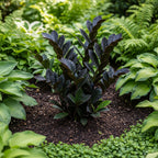 Black ZZ Plant Live in 6’’ Inch Pot | ZZ Plants Live House Plants with Rich Dark Leaves | Low-Maintenance Indoor Plant with Striking Dark Foliage | Perfect for Desks, Shelves & Living Spaces.