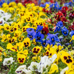 300 Swiss Giants Pansy Seed Mix for Planting, Heirloom, Non-GMO Viola Bush, Charming Cottage Garden Flower Seeds, for Pots, Borders & Gardens