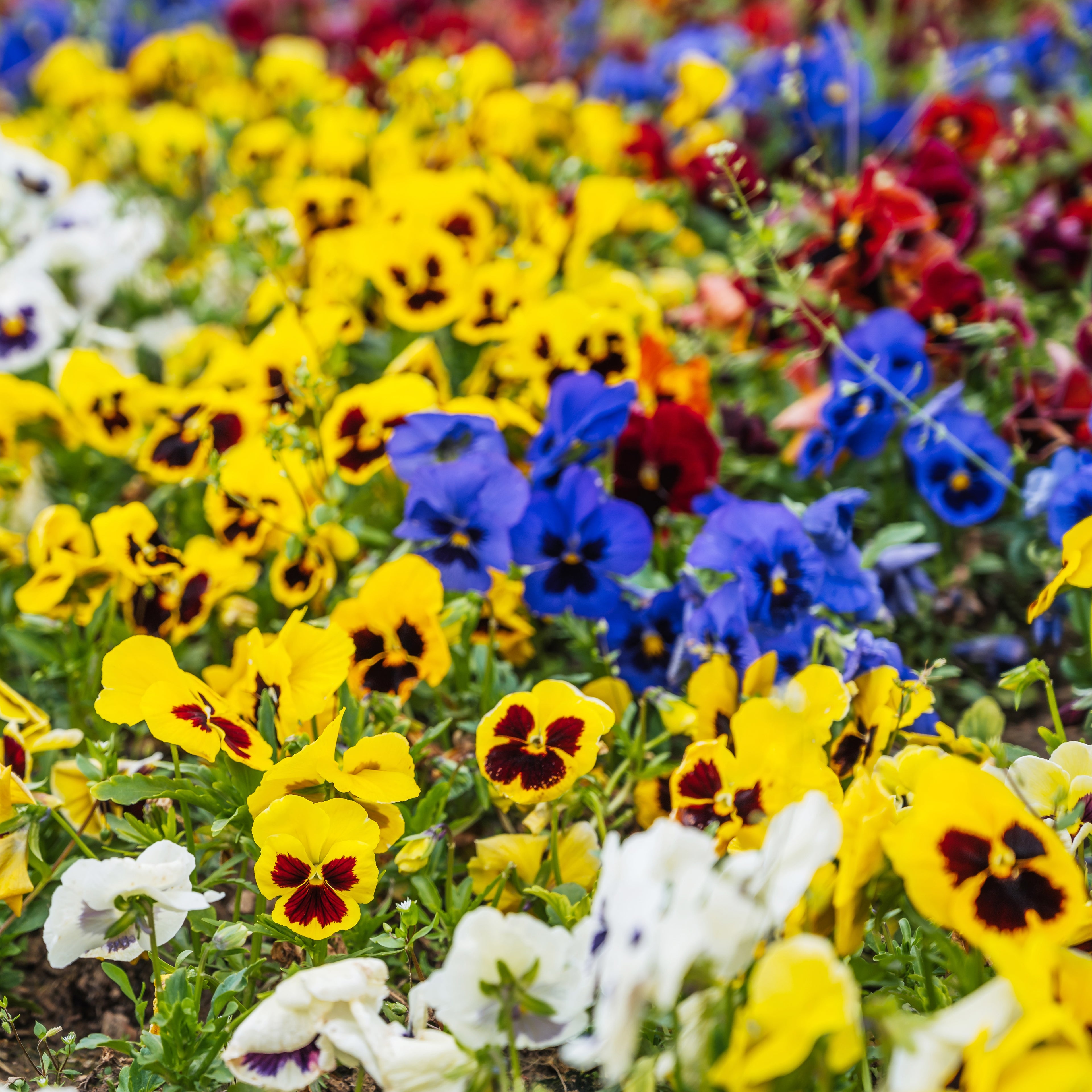300 Swiss Giants Pansy Seed Mix for Planting, Heirloom, Non-GMO Viola Bush, Charming Cottage Garden Flower Seeds, for Pots, Borders & Gardens