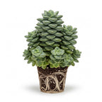 Live Succulent Crassula, Buddha's Temple Succulent in 2 Inch Pot, Low Maintance, Perfect for Indoor Accent Décor, Minimalist Spaces & Gift Giving