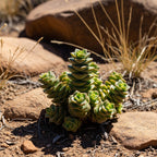 Live Succulent Crassula, Buddha's Temple Succulent in 2 Inch Pot, Low Maintance, Perfect for Indoor Accent Décor, Minimalist Spaces & Gift Giving