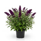 Butterfly Bush Live Plant – Black Knight Buddleia | 4 Inch Tall Flowering Shrub | Long Blooming, Fragrant Flowers for Garden Beds & Borders