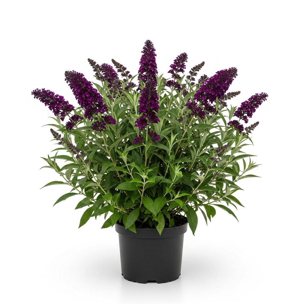 Butterfly Bush Live Plant – Black Knight Buddleia | 4 Inch Tall Flowering Shrub | Long Blooming, Fragrant Flowers for Garden Beds & Borders