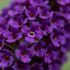 Butterfly Bush Live Plant – Black Knight Buddleia | 4 Inch Tall Flowering Shrub | Long Blooming, Fragrant Flowers for Garden Beds & Borders