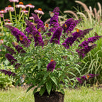 Butterfly Bush Live Plant – Black Knight Buddleia | 4 Inch Tall Flowering Shrub | Long Blooming, Fragrant Flowers for Garden Beds & Borders