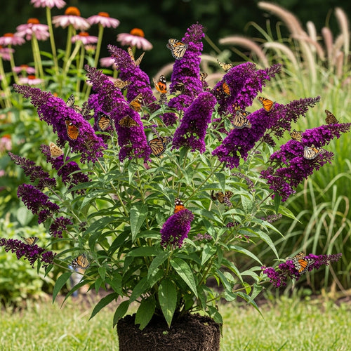 Butterfly Bush Live Plant – Black Knight Buddleia | 4 Inch Tall Flowering Shrub | Long Blooming, Fragrant Flowers for Garden Beds & Borders
