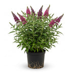 Butterfly Bush Live Plant – Raspberry Buddleia | 4 Inch Tall Flowering Shrub | Long Blooming, Fragrant Flowers for Garden Beds & Borders
