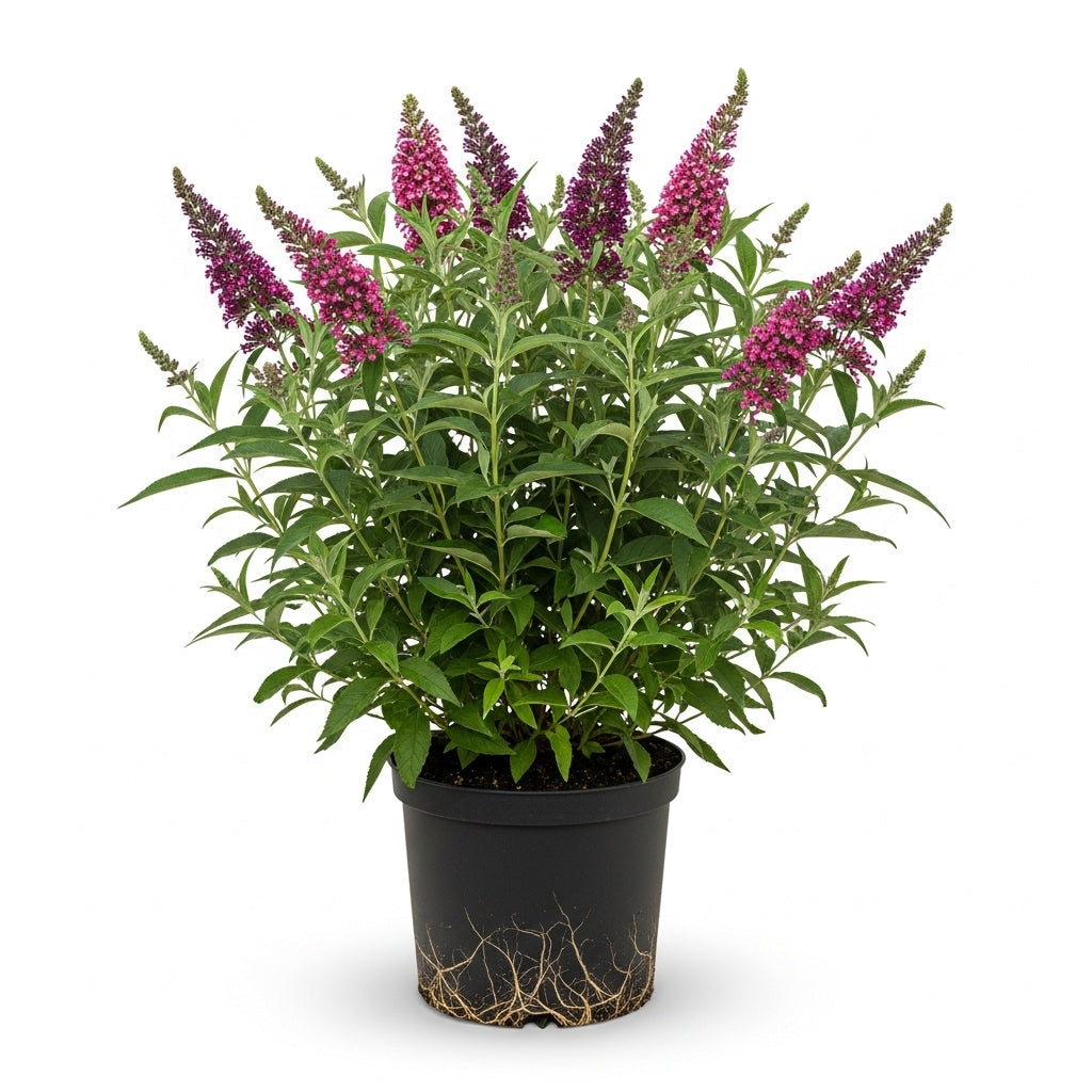 Butterfly Bush Live Plant – Raspberry Buddleia | 4 Inch Tall Flowering Shrub | Long Blooming, Fragrant Flowers for Garden Beds & Borders