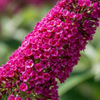 Butterfly Bush Live Plant – Raspberry Buddleia | 4 Inch Tall Flowering Shrub | Long Blooming, Fragrant Flowers for Garden Beds & Borders