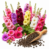 50 Hollyhock Summer Carnival Mix Flower Seeds, Easy Care, Vibrant Color Flowers for Vertical Garden Accents & Backyard Planting