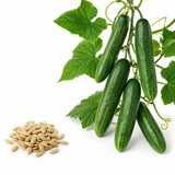 150 Straight Eight Cucumber Seeds, Non-GMO, Heirloom, Easy to Grow, Crispy Sweet Cucumber Vegetable Seeds for Garden Trellis