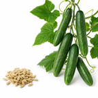 150 Boston Pickling Cucumber Seeds, Non-GMO, Heirloom, Easy to Grow, Crispy Sweet Cucumber Vegetable Seeds for Garden Trellis