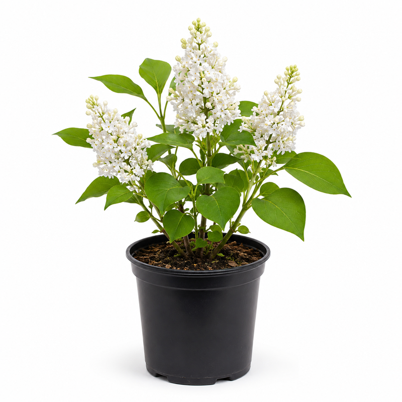 White Lilac Bush in Medium Size Pot, 8-12" Tall, Cold Hardy, Fragrant Japanese Lilac Tree Live Plant, Ideal for Outdoor Garden