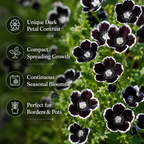 50 Pcs Penny Black Nemophila Seeds, Non GMO, Low Maintenance, Striking Deep Purple-Black Blooms for Patio Containers & Pollinator Gardens
