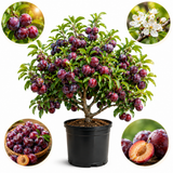 Methley Plum Trees Plant, 3 Feet Tall, Japanese Plum Trees Live Plants Ready to Fruit for Outdoor Garden and Yard (No Ship to CA, HI, AK)