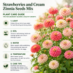 300 Strawberries and Cream Zinnia Seeds for Planting, Non GMO, Heirloom, Spectacular Long-Stemmed Double Flower Seeds, Ideal for Elegant Floral Arrangement & Gardens