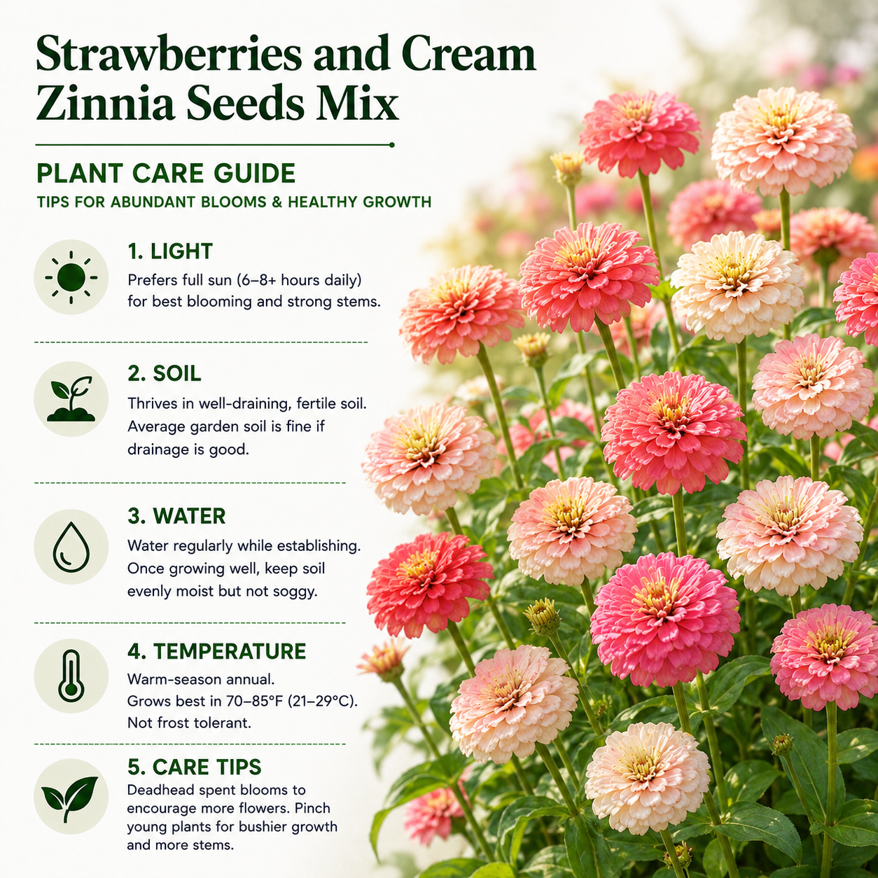 300 Strawberries and Cream Zinnia Seeds for Planting, Non GMO, Heirloom, Spectacular Long-Stemmed Double Flower Seeds, Ideal for Elegant Floral Arrangement & Gardens