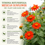 Mexican Sunflower Seeds, 50 Pcs Tithonia Seeds, Non GMO, Drought Tolerant, Vibrant Orange Wildflower