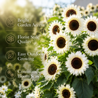 60 White Nite Sunflower Seeds for Planting, Non-GMO, Easy to Grow, Fast Growing, Single-Stem Hybrid Sunflower Seeds, Perfect Unique Gift, Ideal for Borders & Outdoor Spaces
