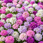 200 Mixed Color Candytuft Flower Seeds for Planting, Iberis umbellata, Non-GMO, Fast Growing, Multi-Color Flower Seeds, for Patio Pots, Containers, and Window Boxes