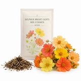 200 Bright Light Mix Sulphur Cosmos Seeds, Heirloom, Hardy, Drought Tolerant Native Summer Flower, for Tough Soil Gardens and Sunny Borders