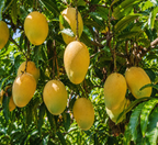 Mallika Mango Trees Live Plants |Sweet Fruit Tree 2.5–3 Ft Tall | Compact Tropical Mango Variety with Rich, Aromatic Fruit | Ideal for Yard, Patio & Warm-Climate Gardens (No Ship to CA, HI, AK)
