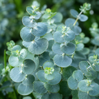 20 Baby Blue Eucalyptus Seeds, Non GMO, High Yield, Fragrant Silver-Blue Perennial, Charming Ornamental Accent
