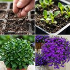 400 Crystal Palace Lobelia Erinus Purple Blue Flower Seeds, Non-GMO, Hardy, Compact Flowers for Hanging Baskets & Gardens